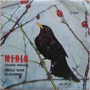 Merlo - Merlo (Tardus Merula)