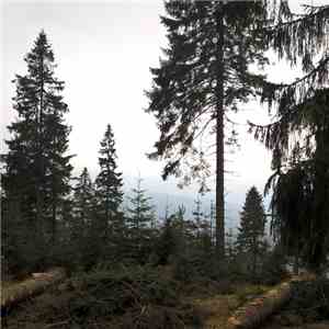 Docetism - Nebel