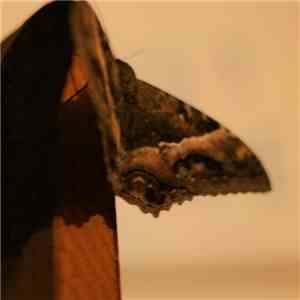 Wallace Costa - Moth