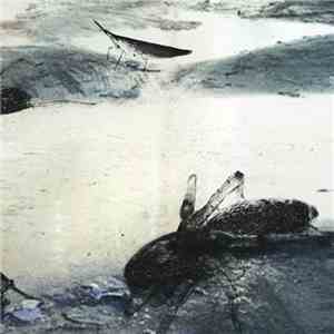 Duy Gebord - Mildew
