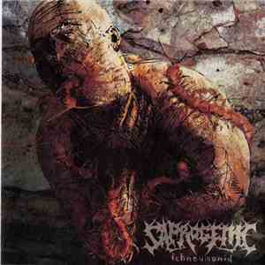 Saprogenic - Ichneumonid