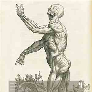 Mon0 - Multifidus