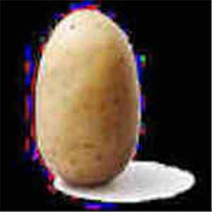 Silent In The Forest - Potato