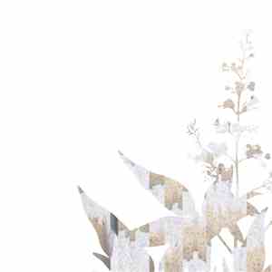 Hakobune - Vitex Negundo