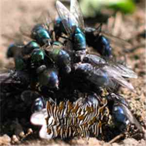 Cyclorrhapha - Cyclorrhapha