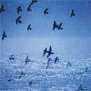 Field Harmonics - Walls