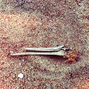 Hospital Ships & Heartscape Landbreak - Mary Of Quito / Seed Song