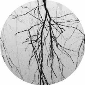 Dodi Palese - Brainscapes EP