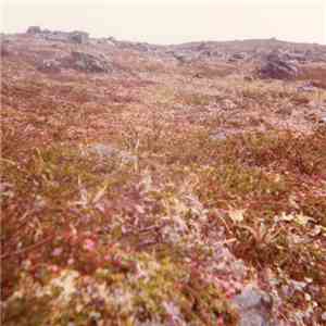 Dusa - Ljung