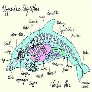 Vortex Rex, Upperclass Shoplifters - Vortex Rex / Upperclass Shoplifters