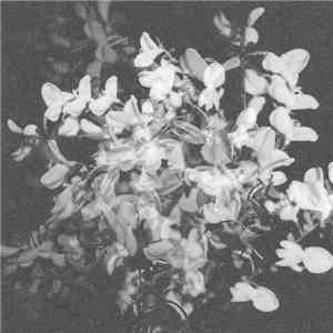 Josef Gaard - Obsidian Falls