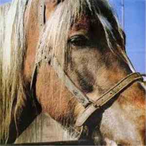 Terveet Kädet - The Horse