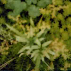 Various - Garden