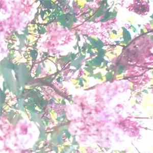 Actual Water - The Paisley Orchard