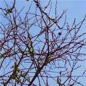 Naturan - One