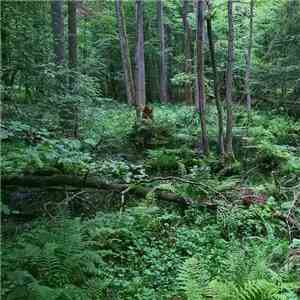 Docetism - The Last Forest