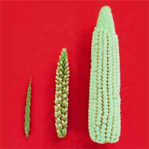 A Cob Of Maize - Demo 2008