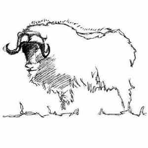 Musk Ox - Musk Ox