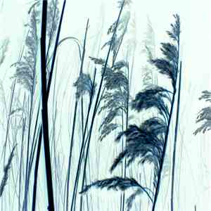 Troum - Aerugo