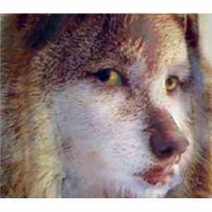 Obelisk  - It Better Be The Weird Wolf