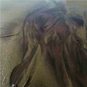 Illusion Of Safety - Beach Torso