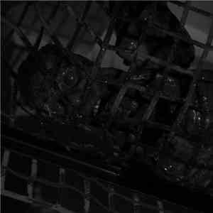Dead Bodies - Gnawing